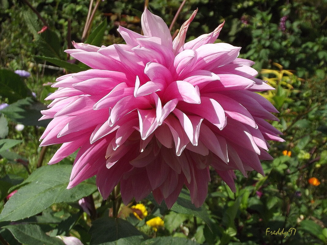 Георгин - Freddy 97 Георгин - Freddy 97