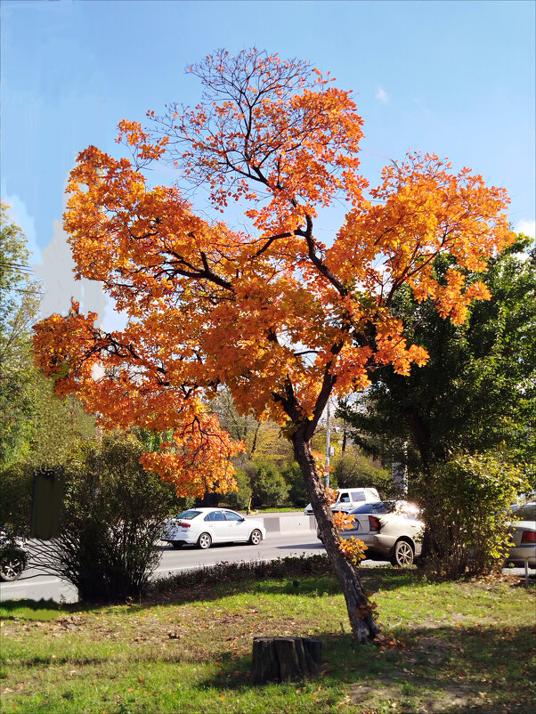 Осенняя красота! - Надежда 