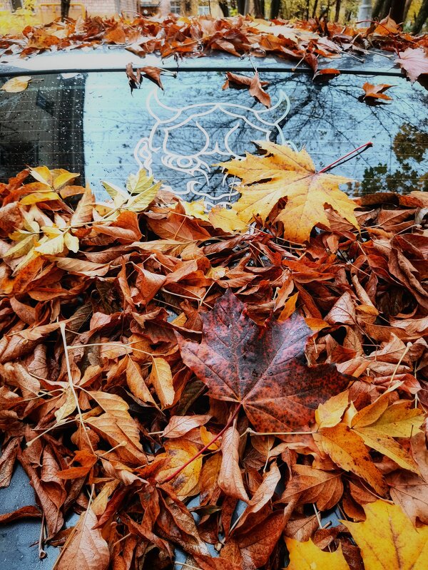 Осенний тюнинг - Любимова Ольга 