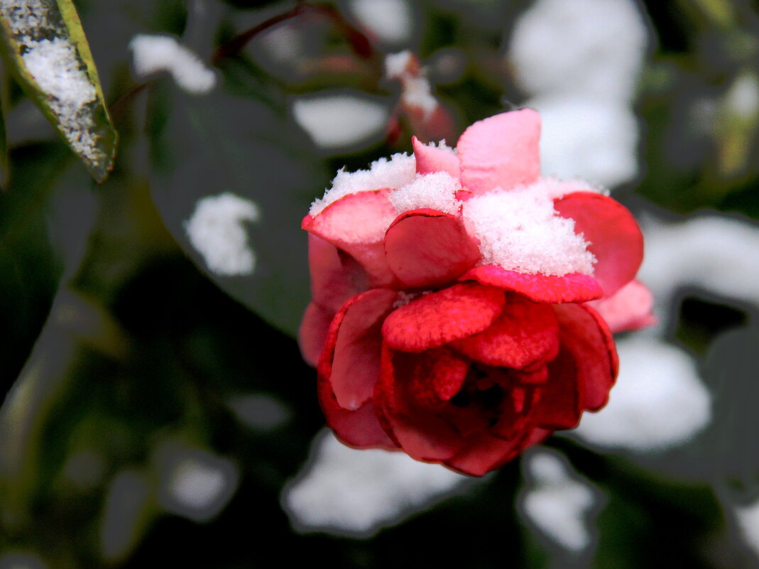 Снежная роза  октябрь 25 г. - victor Lion