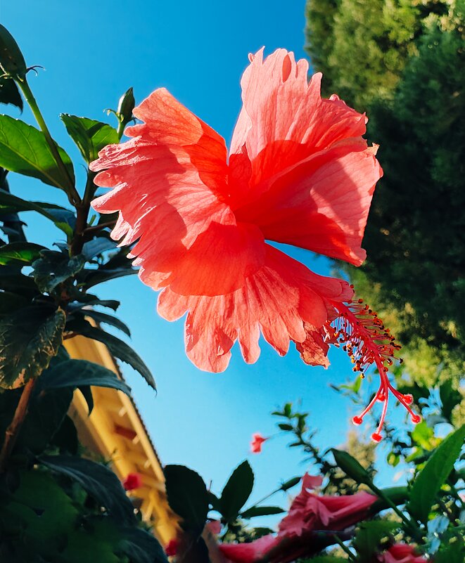 Цветение гибискуса - Александр Деревяшкин