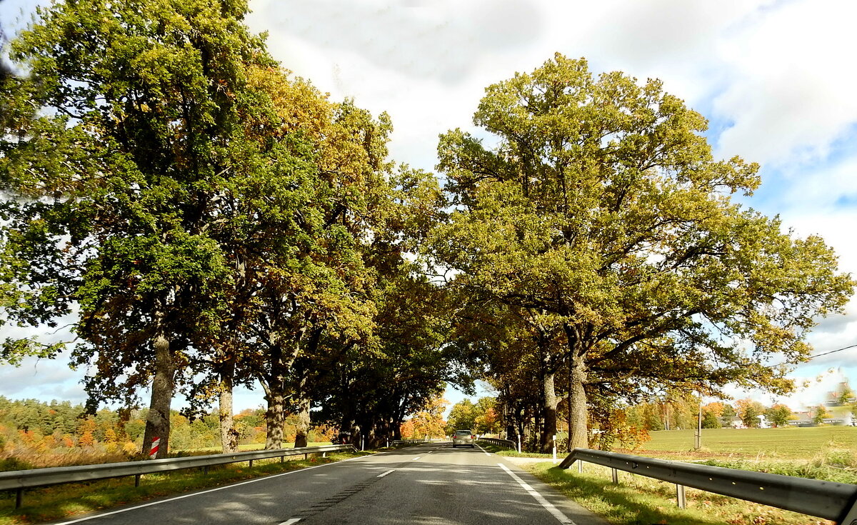 осень - ИННА ПОРОХОВА