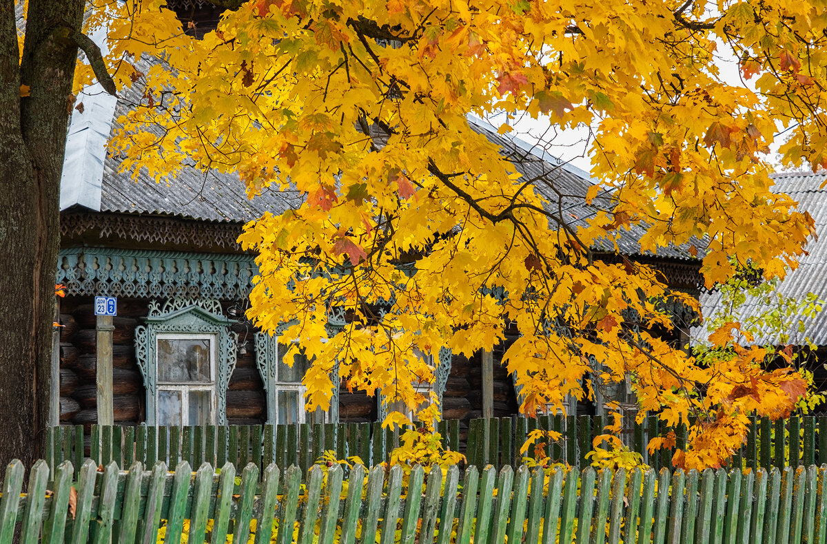 под пологом золотого клена - Galina 