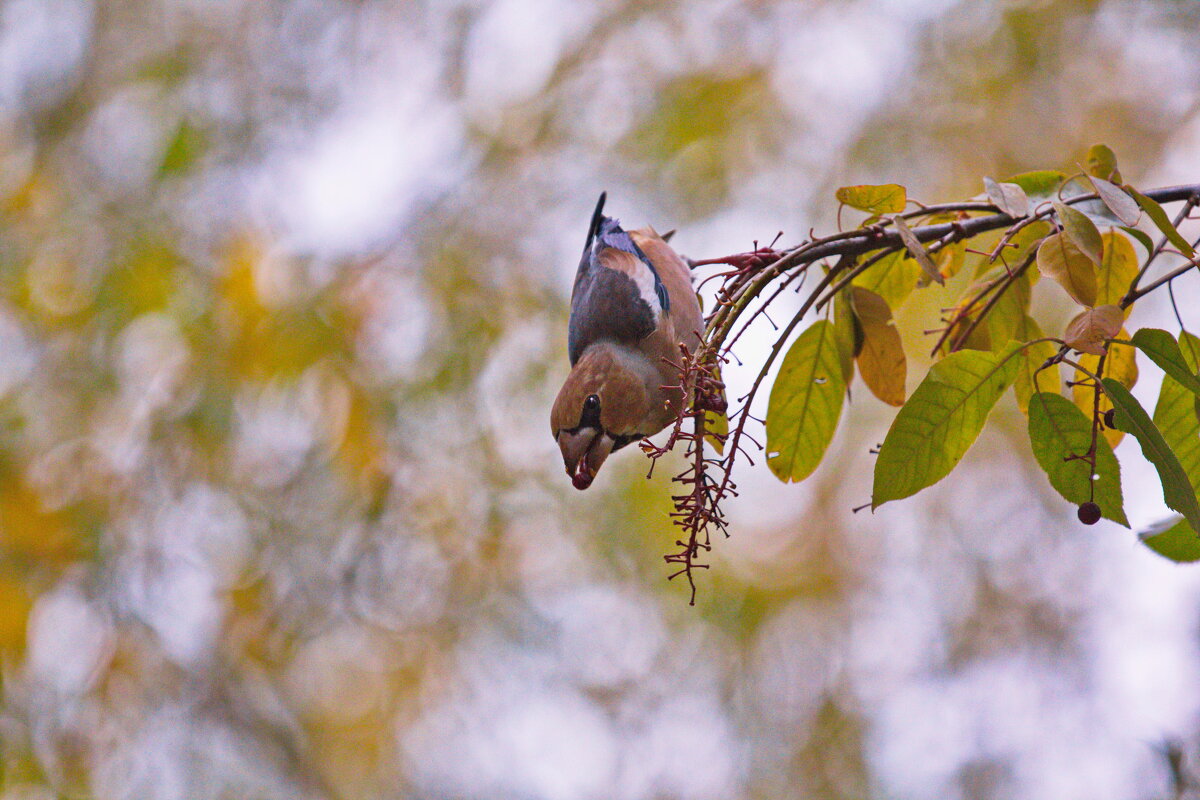 Melody of paints - AL Reborn 