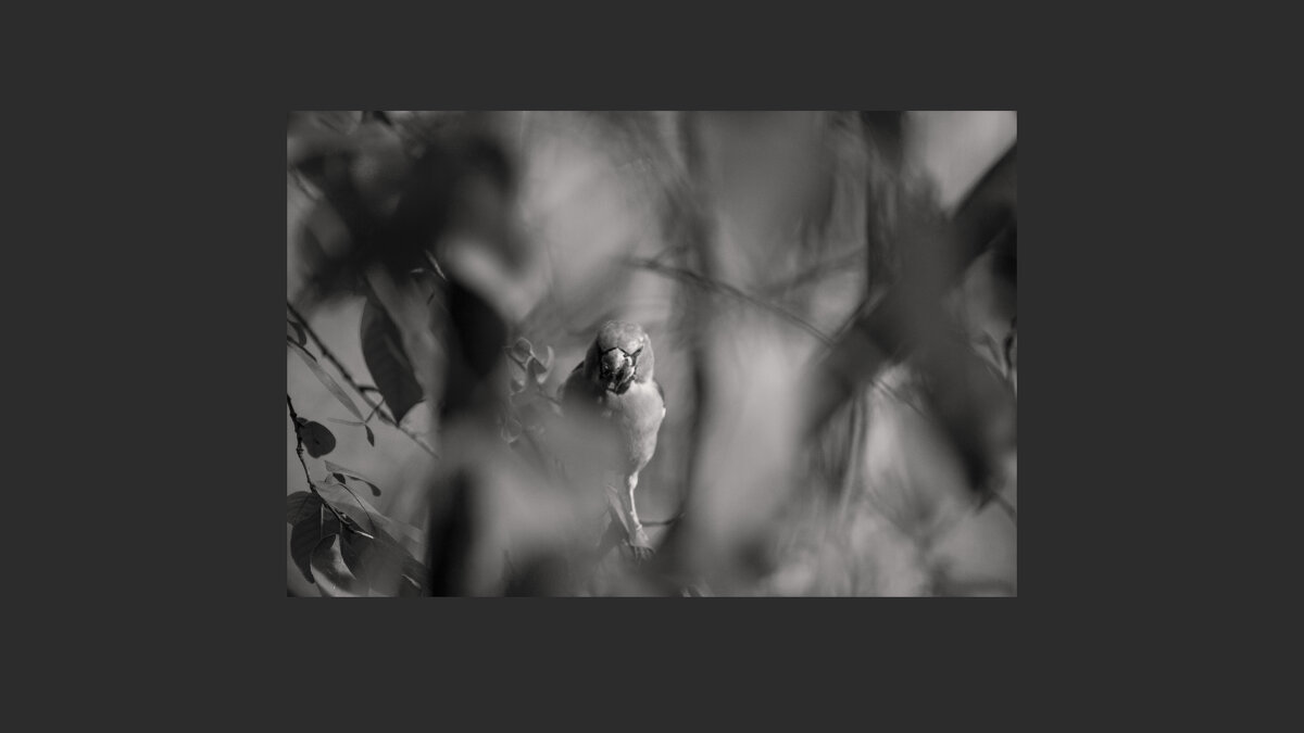 ------Colors---- - AL Reborn 