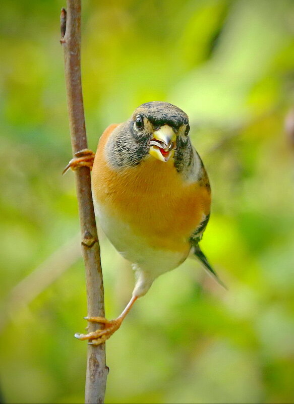 Вьюрок приветствует... - Andrey Bragin 