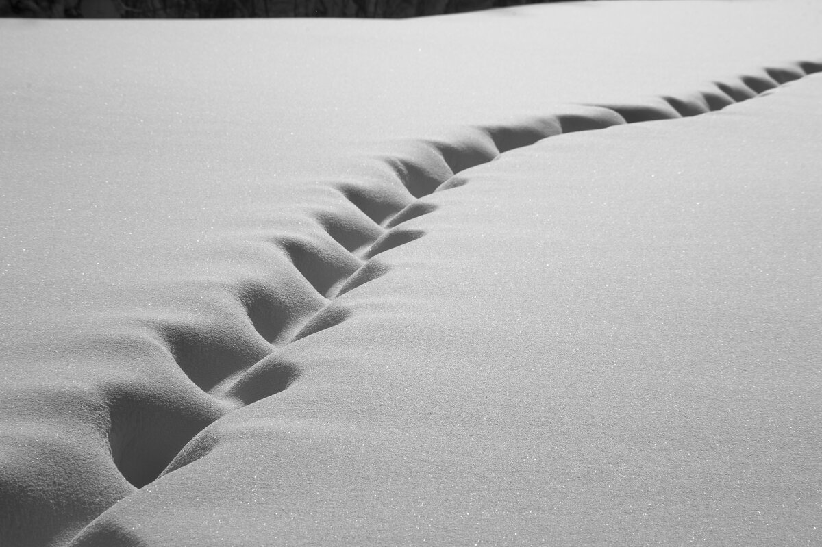 Хвост динозавра - Евгений Виличинский