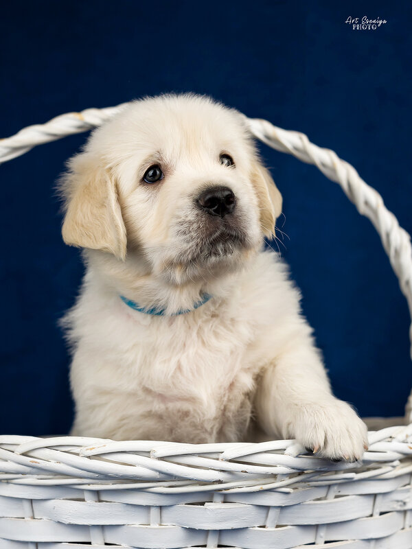 Золотинка - ARTEseniya Кристина Вальтер