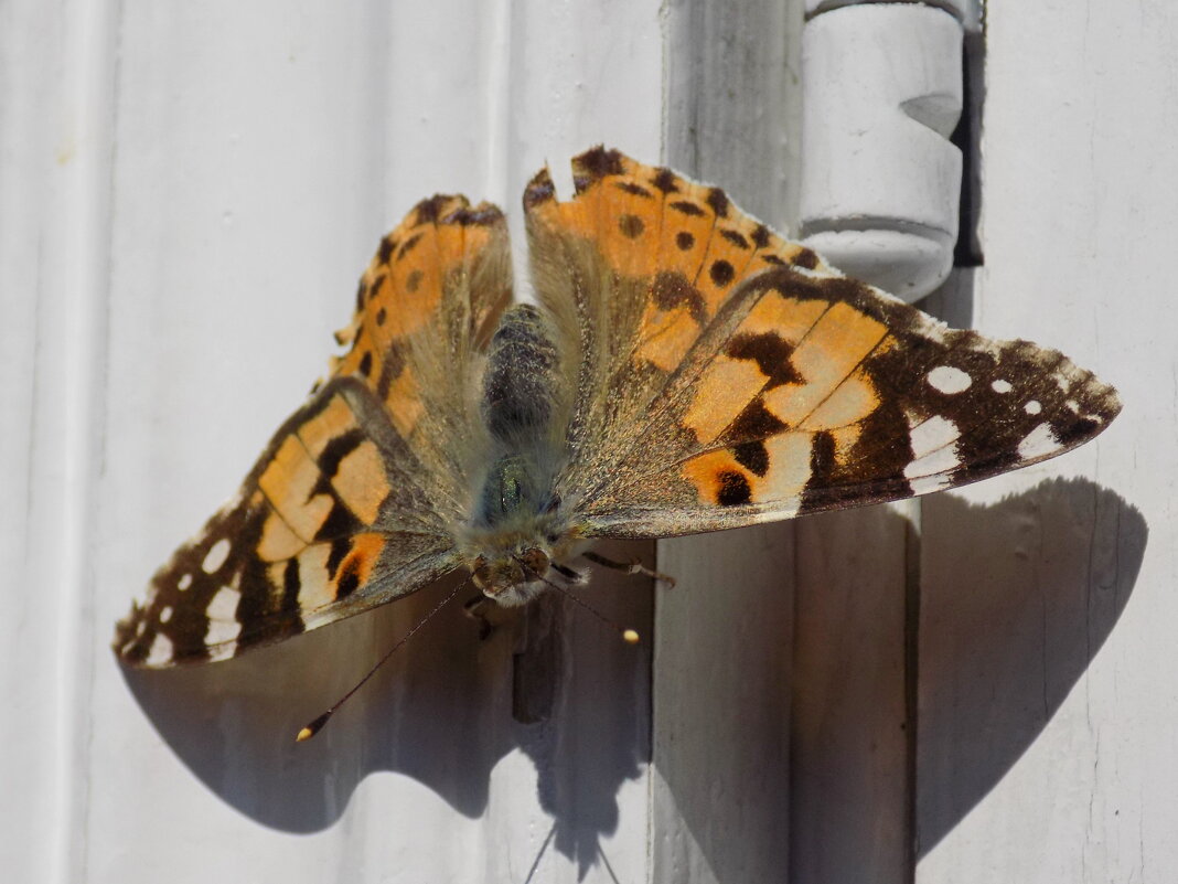 Репейница на раме - Константин Штарк