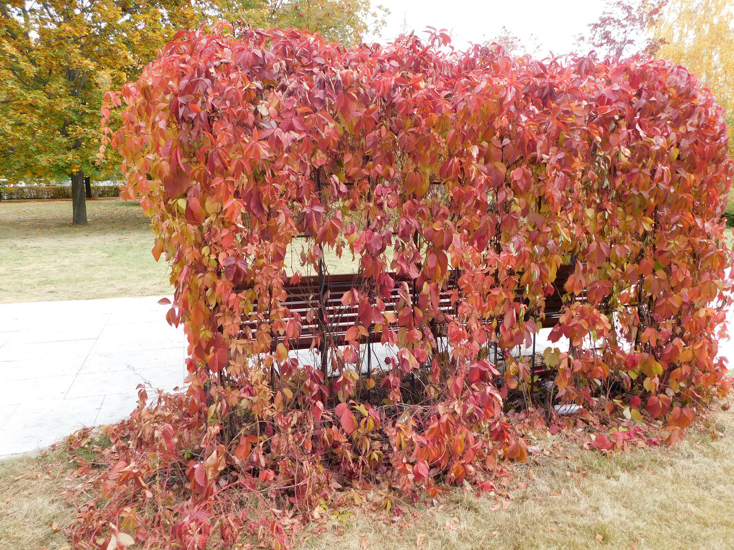 Девичий виноград пятилисточковый - Наиля 