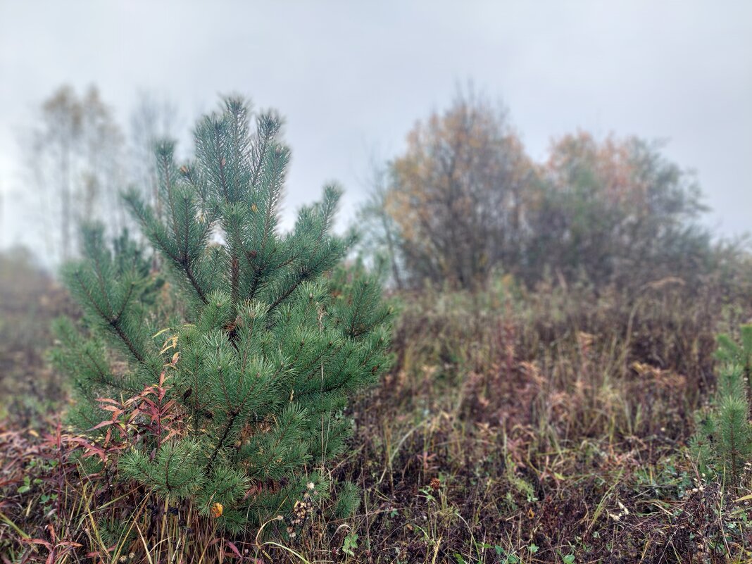 туман получился - Артём 