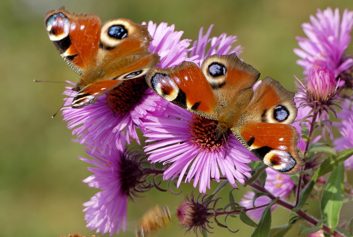 пары октябрьских бабочек 5 - Александр Прокудин