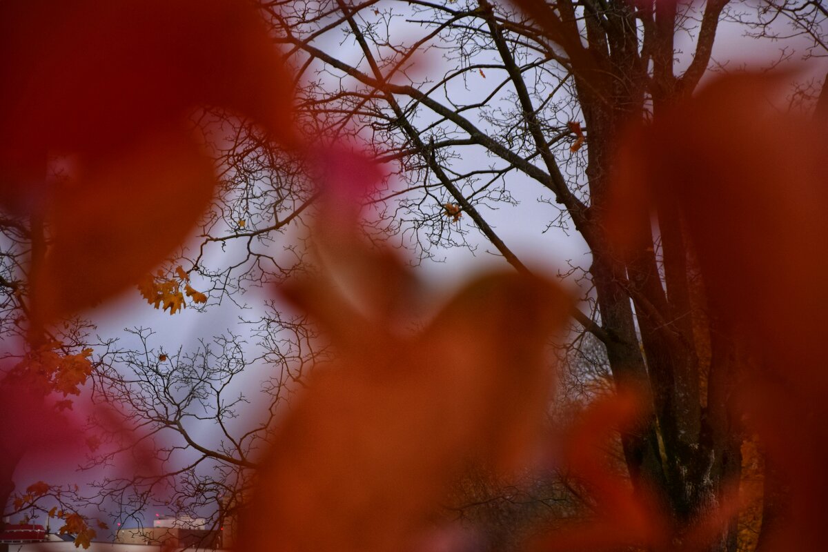 Сквозь листья - Мария Яковлева