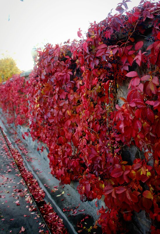 Осенние краски - Наталья Герасимова Осенние краски - Наталья Герасимова