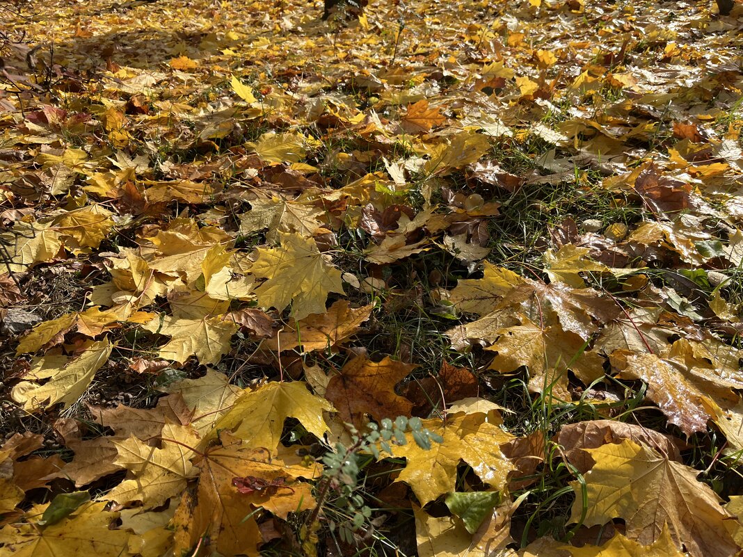 ***листопад, листопад...*** - Olga Oskolkova