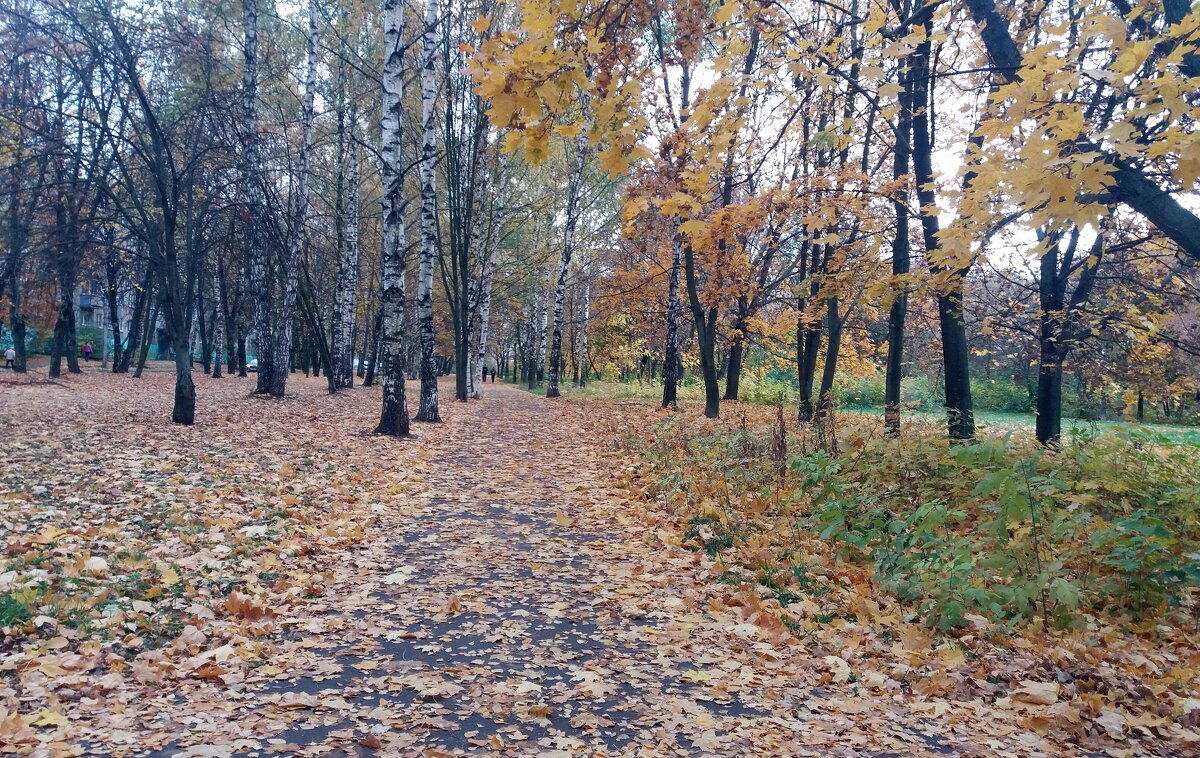 Расстелила осень золотой ковёр - Galina Solovova