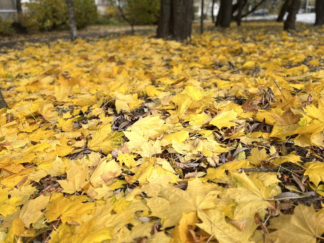 ***золотая осень на земле*** - Olga Oskolkova ***золотая осень на земле*** - Olga Oskolkova