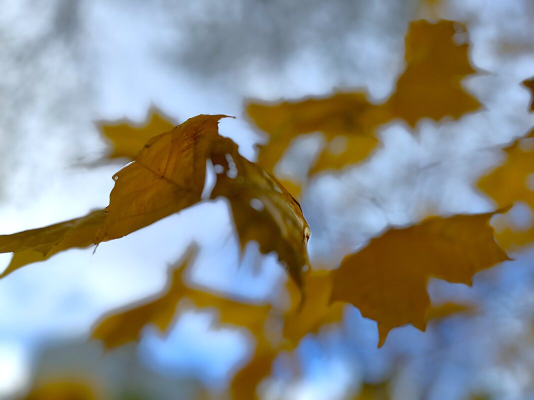 ***моя фантазия*** - Olga Oskolkova