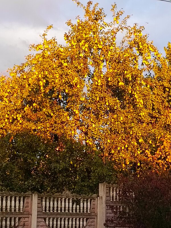 Груши - Татьяна Пальчикова