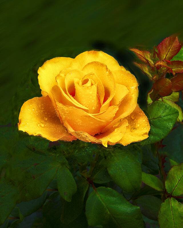 Чайная роза - Евгений Чайная роза - Евгений