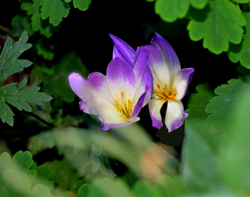 Безвременники - Евгений 
