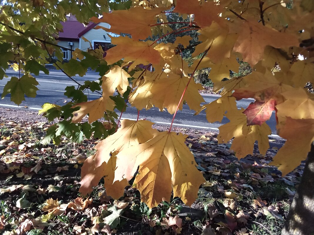 Солнечный день - Фотогруппа Весна