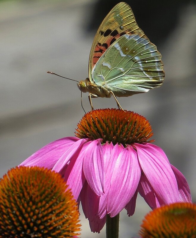 Летние воспоминания - Natali 