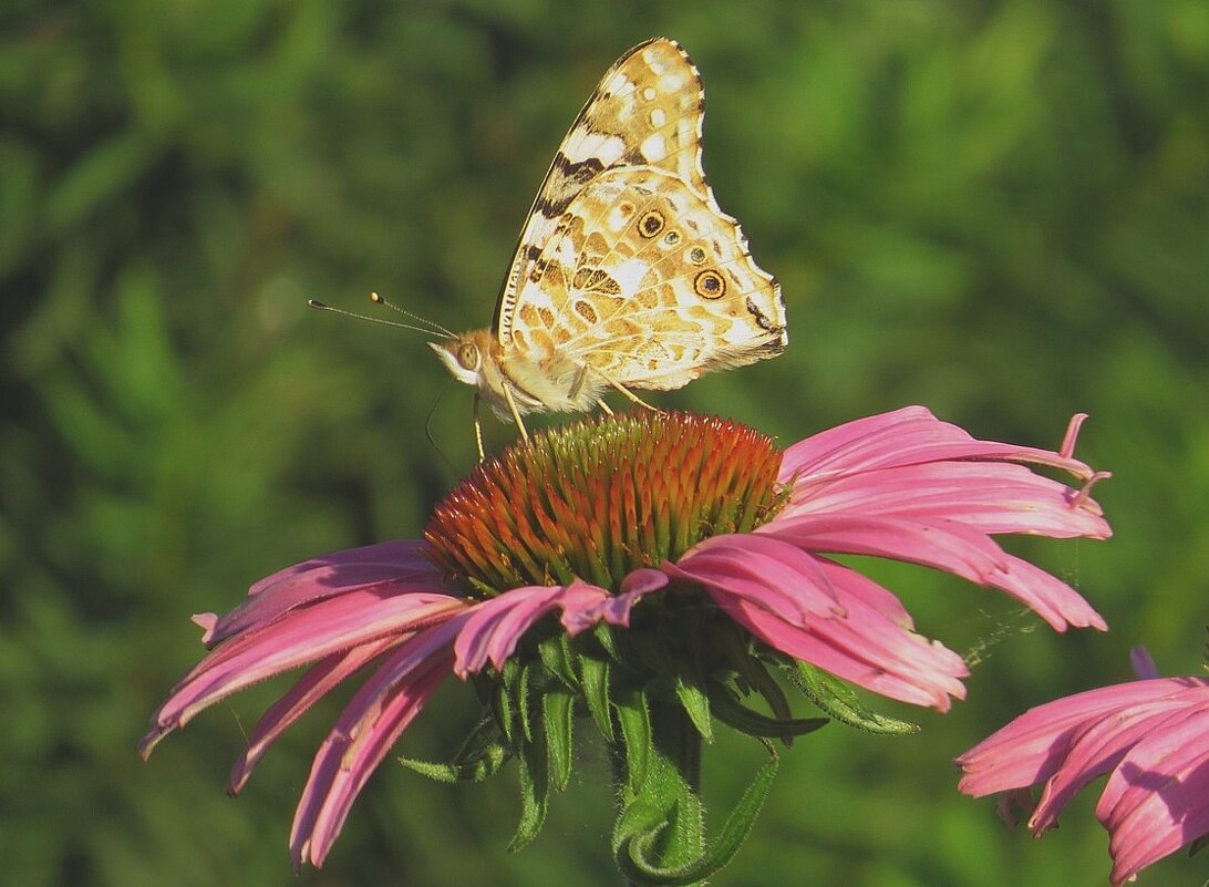 Летние воспоминания 4 - Natali 