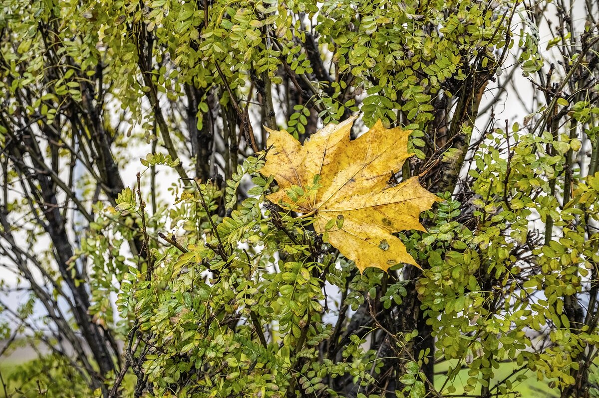 Осенний этюд - Валерий Иванович