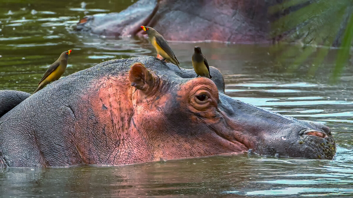 Бегемот обыкновенный и буйволовые скворцы - Aleksey Afonin