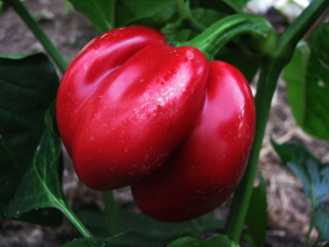 Перчик Гогошары - Людмила Смородинская