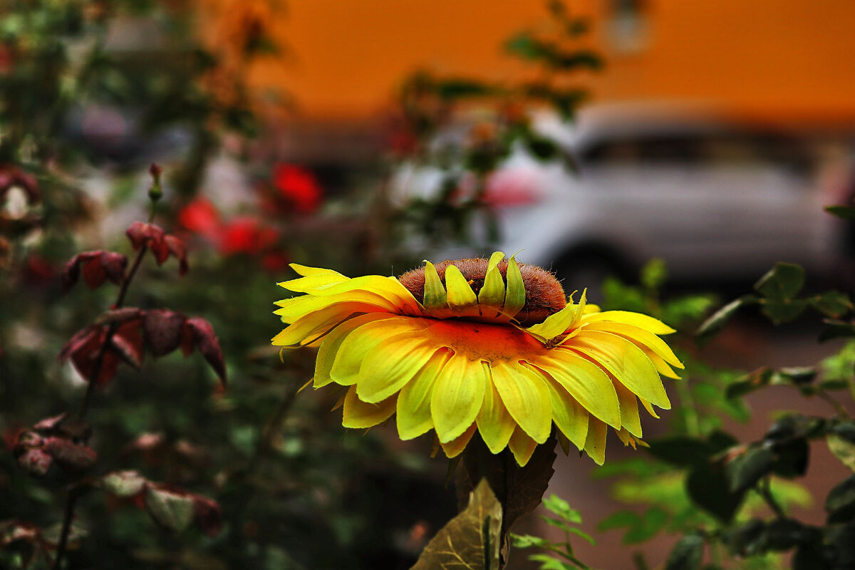Красавчик - Юрий Гайворонскiий