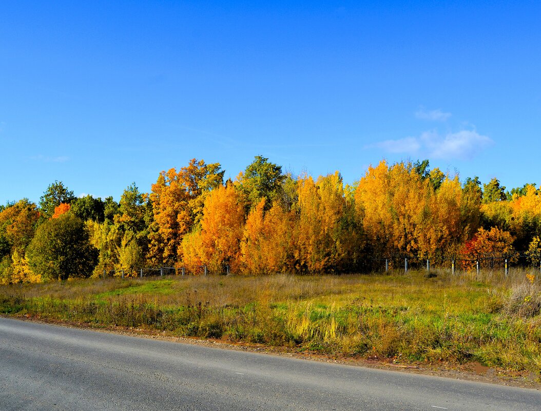 Чебоксары. Осенняя лесопосадка Лётного проезда. - Пётр Чернега