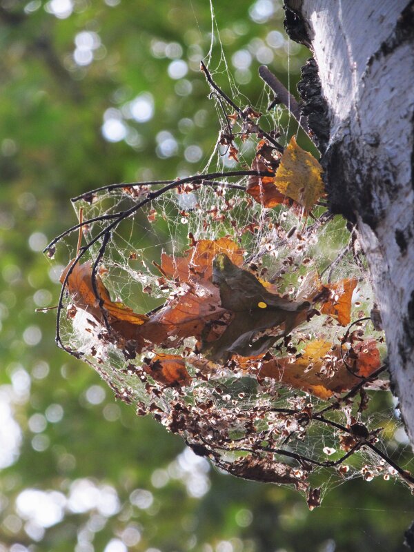 .......... - Елена Шаламова