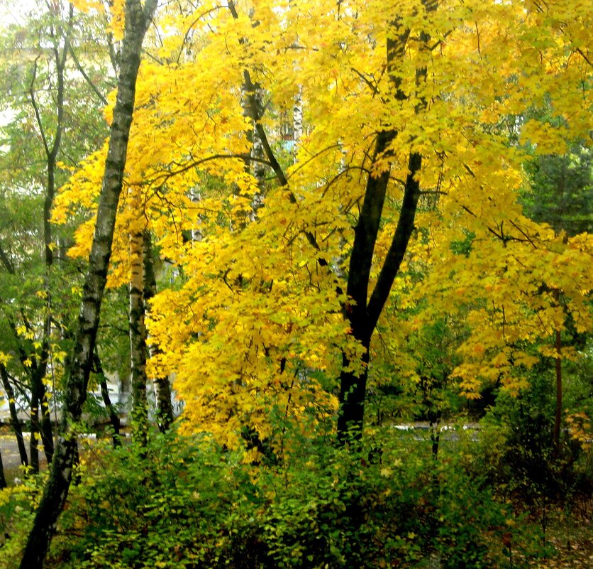 Осень за окном - Елена Семигина