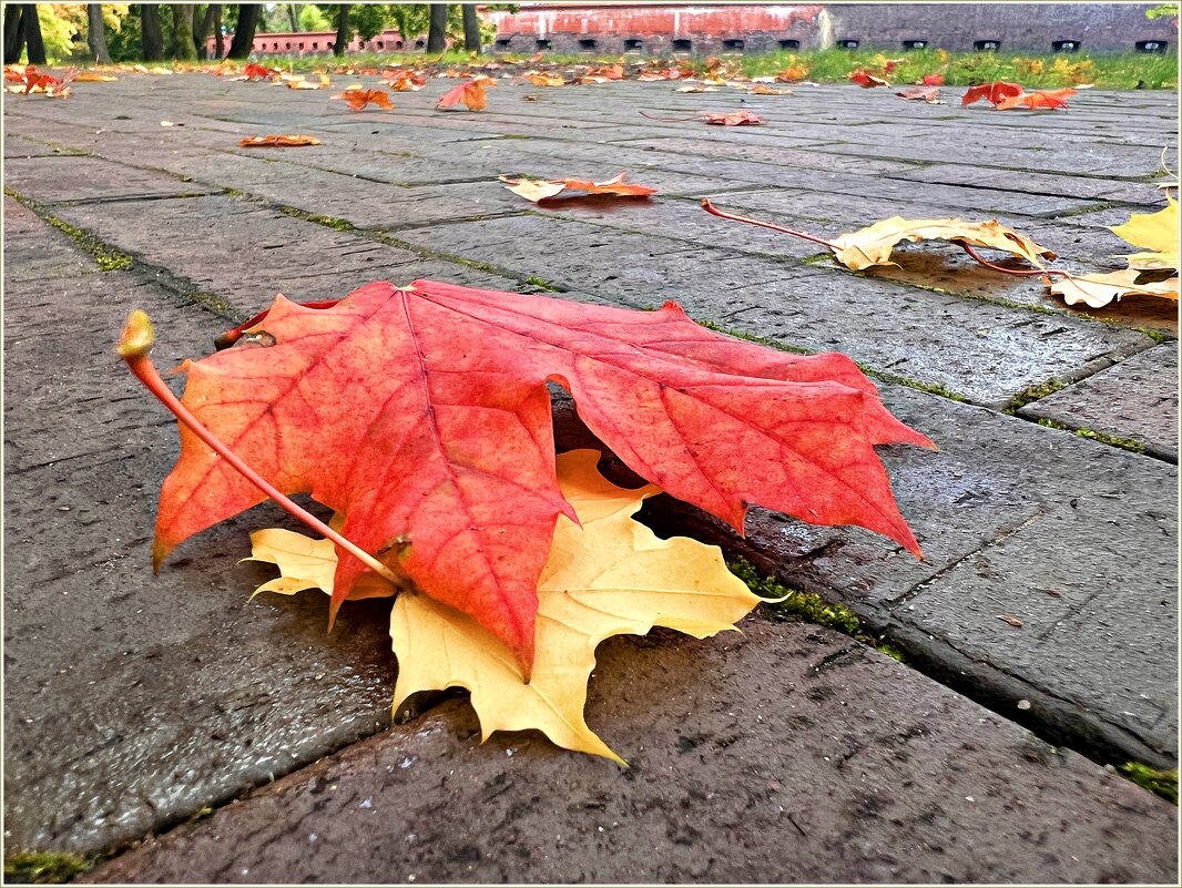 Листопад. - Валерия Комова