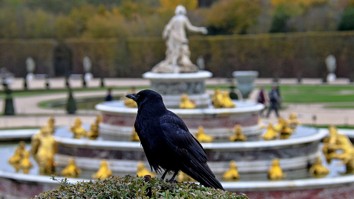 Ворона всегда в тему - Alexandеr P