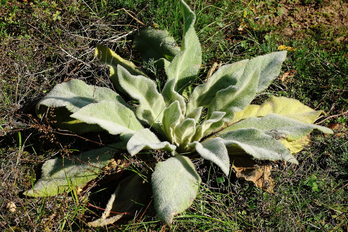 Октябрьский этюд - Рита Симонова