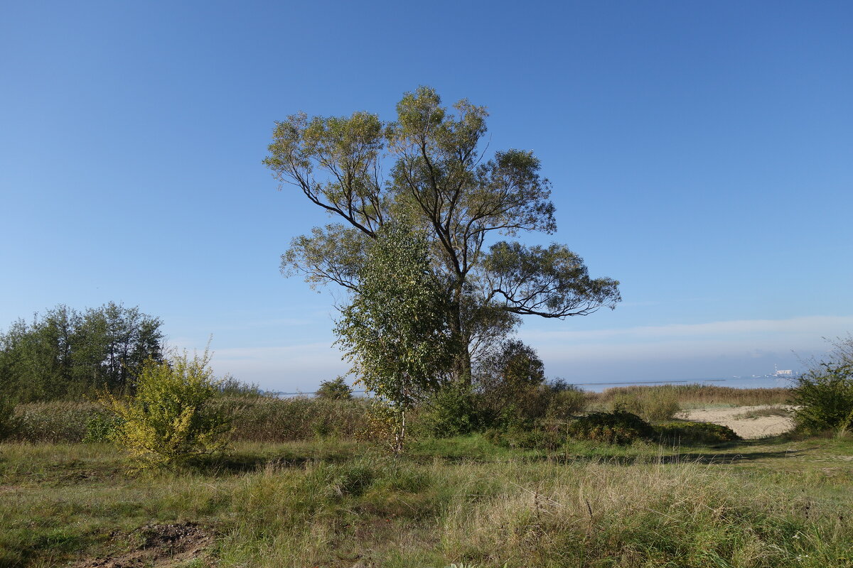 Побережье Калининградского залива - Рита Симонова