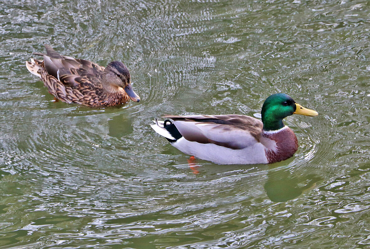 Уточки на речке Песочной - Светлана 