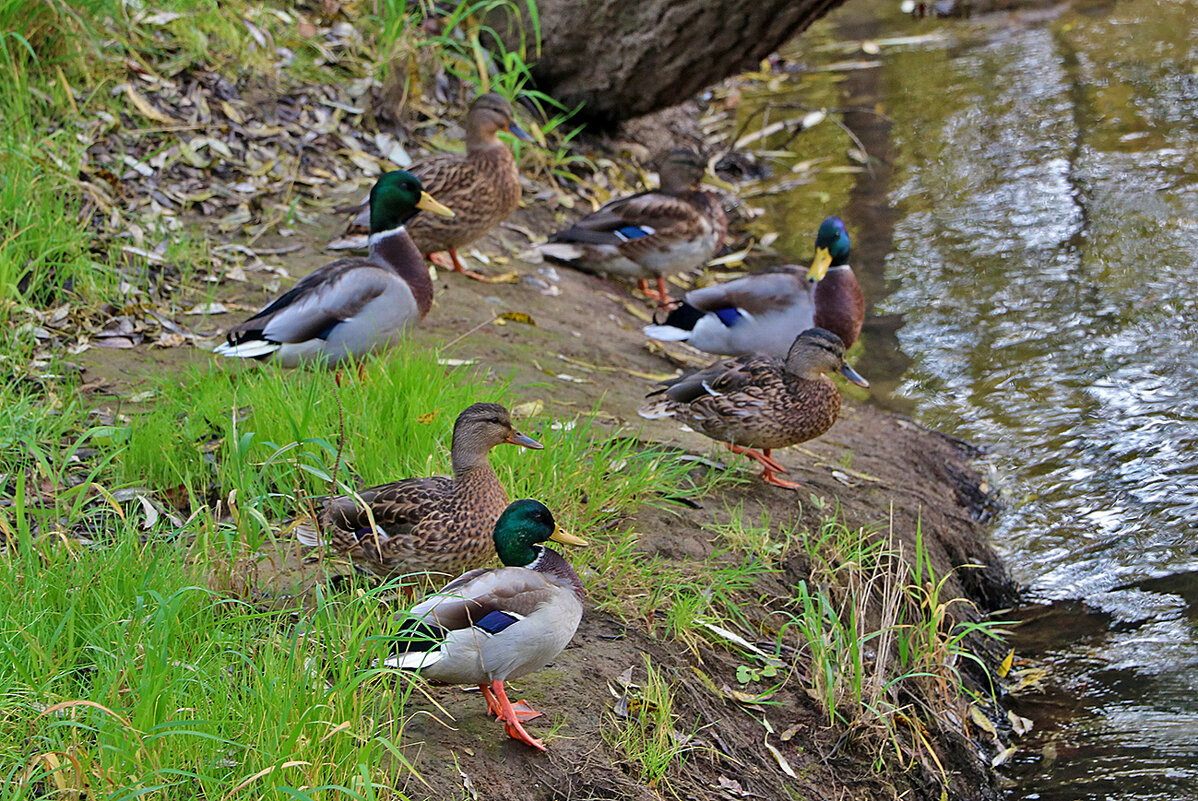 Уточки на речке Песочной - Светлана Уточки на речке Песочной - Светлана