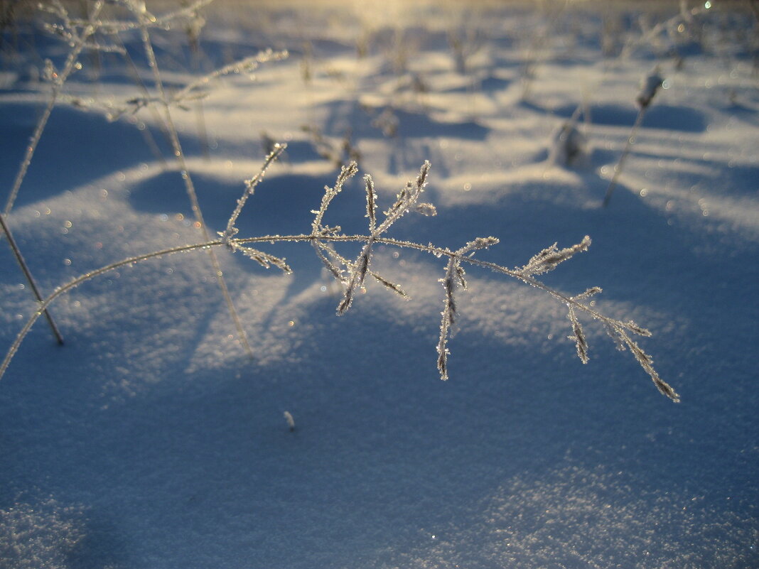 Морозное утро - Anna Ivanova