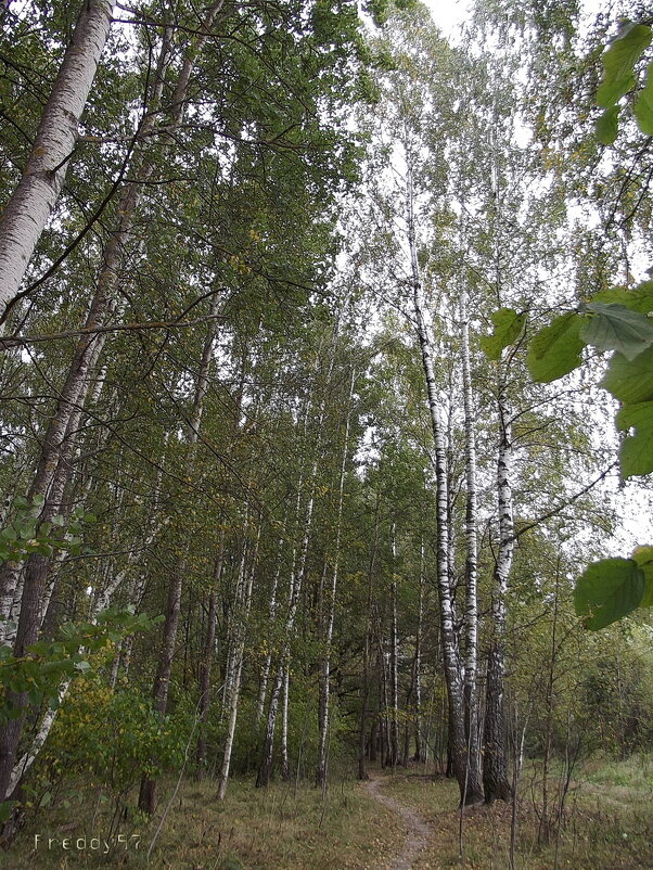 В лесу... - Freddy 97