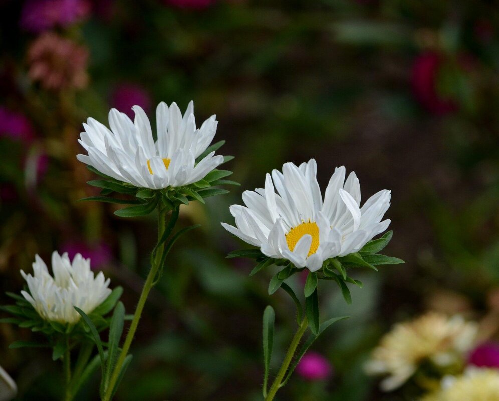 Летние - Татьяна Тюменка