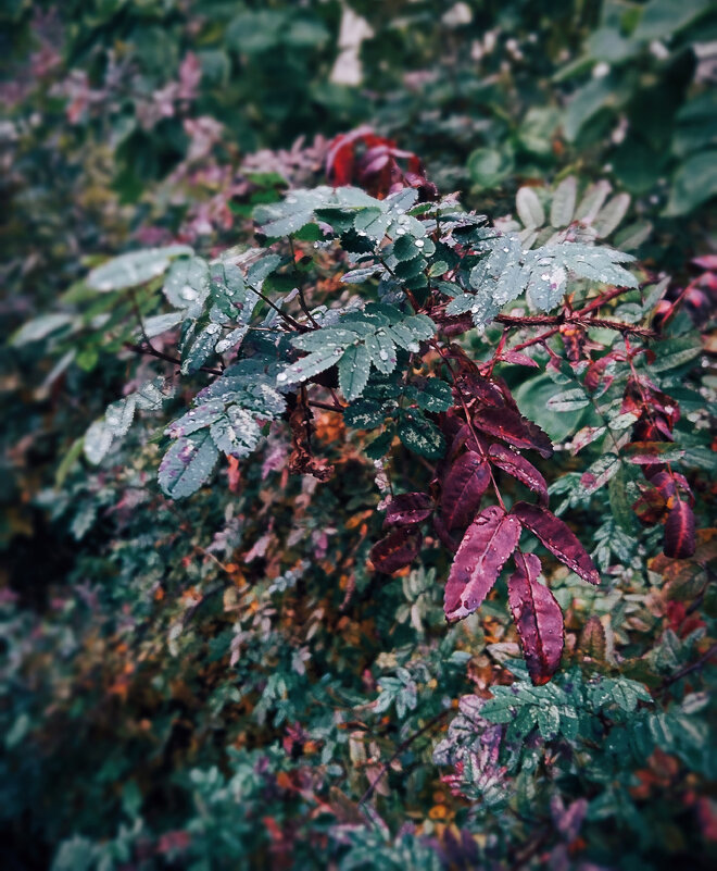 Листья - Роман никандров