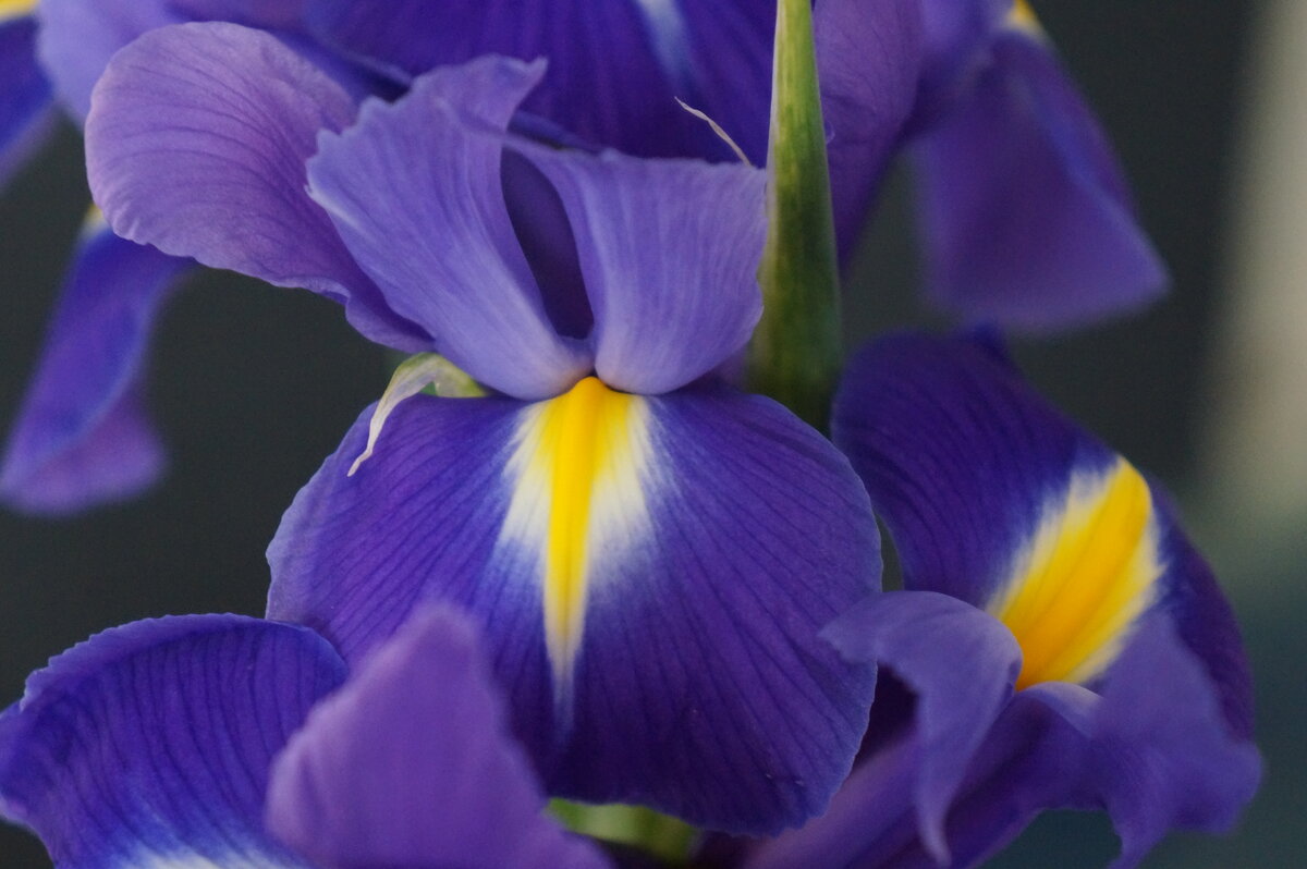 * * * - Алёна Савина