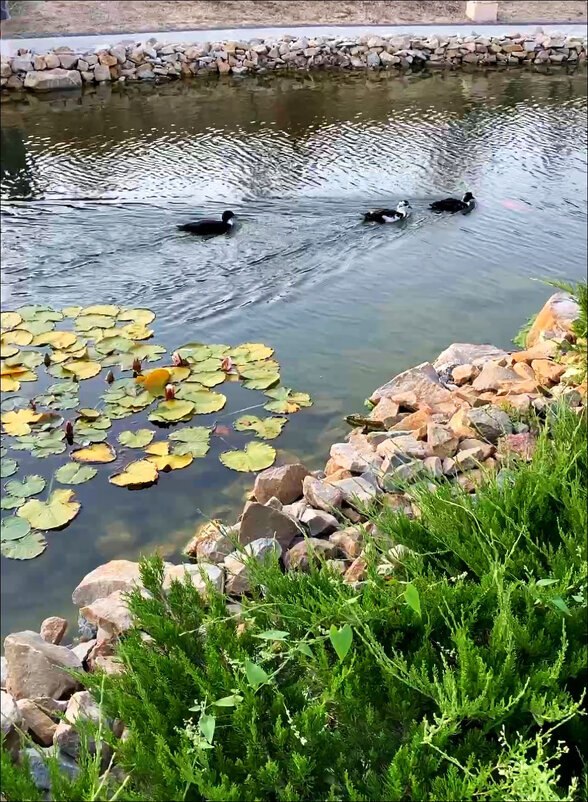 Красивый заплыв! - Надежда Красивый заплыв! - Надежда