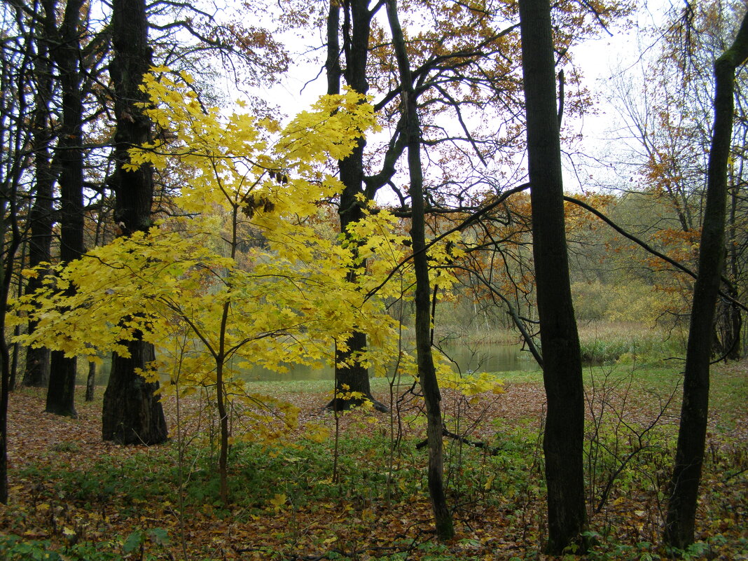 Парк осенний. Клён - Анна Воробьева