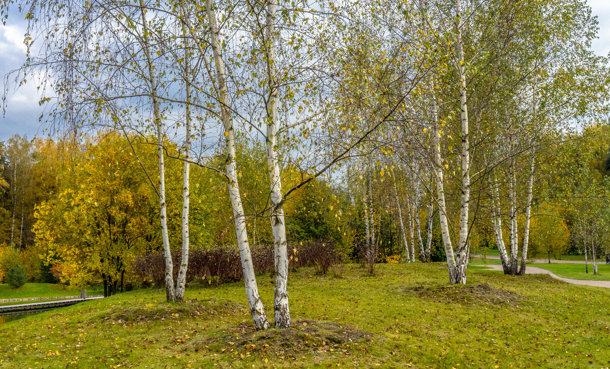 Осень в Мещерском парке - Владимир Езеров Осень в Мещерском парке - Владимир Езеров
