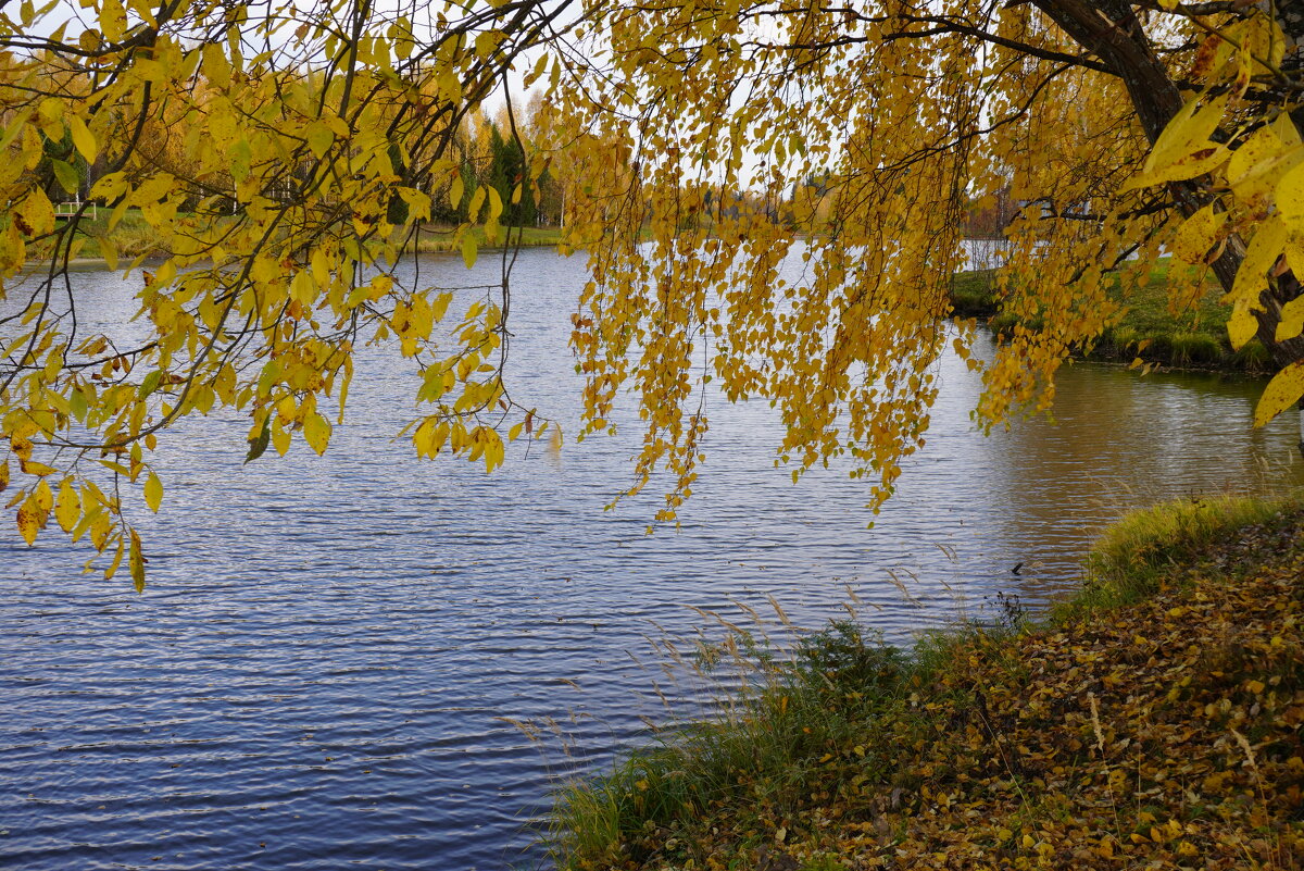 Осенний сюжет - Сергей Ц Осенний сюжет - Сергей Ц